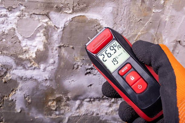 Best Black Mold Remediation in South Burlington, VT