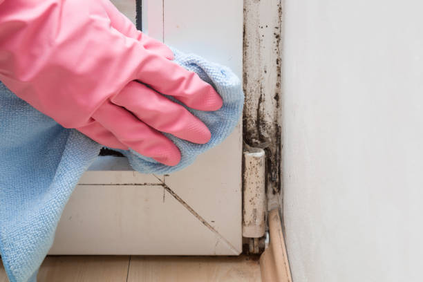 Professional Mold Remediation in South Burlington, VT